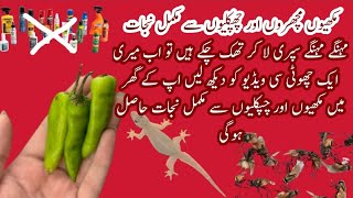 Chipkali Bhagane ka Asan Tarika |Get Rid of lizards ay home |kitchen tips and tricks |monsoon tips