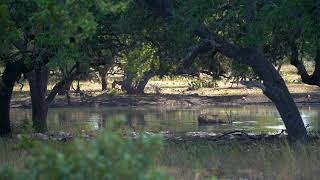 Père David's Deer Feeding In Texas Pond | The Lazy CK Ranch