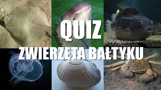 Quiz: Ryby Bałtyku (i inna fauna Bałtyku)