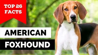 99% of American Foxhound Dog Owners Don't Know This