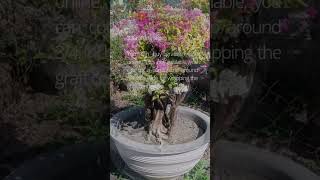 How to Graft bougainvillea #gardening101 #bougainvillea #flowersgarden