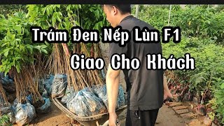 Giống Trám Đen Nếp Lùn/ Trám Trắng Ghép Giống Chuẩn Nhanh Quả