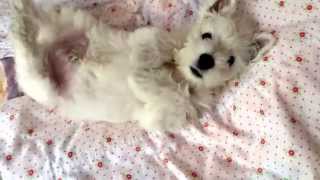 Cutie west highland white terrier puppy