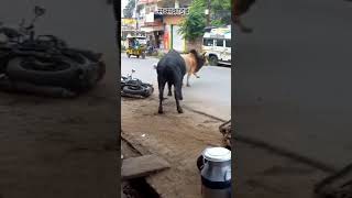 😱 दो सांडों की लड़ाई खतरनाक😈 # short videofree  #  viral   सॉन्ग यादव ब्रांड 2