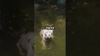 5 secrets sur le Tigre blanc!  #animaux #animals #video #facts