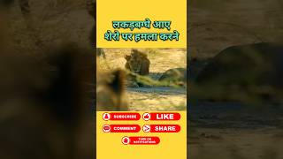 शेरो पर हमला करने आये लकड़बग्घे #animals #wildanimal #shortsviral