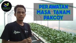 PERAWATAN MASA TANAM PAKCOY SAMPAI PANEN | Pakcoy Hidroponik #3