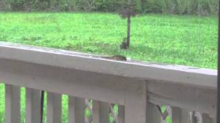 Lizard Caught Pooping & Peeing On My Patio Railings