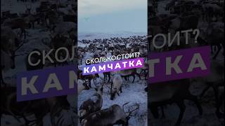 Сколько стоит увидеть табун оленей на Камчатке?