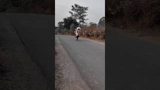 R15 v4 wheelie | R15 v4 2023 wheelie