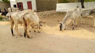 The cows are munching on dried wheat stalks.