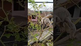 Sugar Glider Manjat Pohon Cabe #sugarglider #hewanpeliharaan