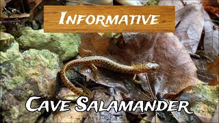 Discovering mysteries, The cave salamander