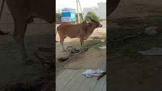 🐄🐄 गाय हमारी माता के समान है अतः हमें इसकी की रक्षा करनी चाहिए 🐄🐄