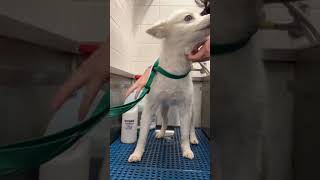 American Eskimo Gets a Bath