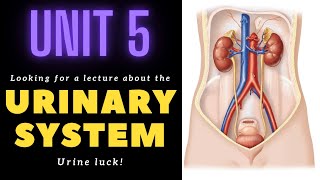 Excretory/Urinary System