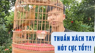 Mã số 161-Họa mi thuần xách tay hót cực hay | Khải Chim Tuyên Quang