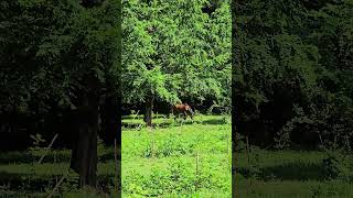 Абхазия, лошадь пасётся в горах. Abkhazia, a horse grazing in the mountains. #абхазия #abkhazia