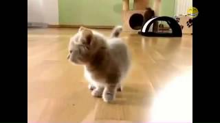 Meowing Cats Compilation 2015