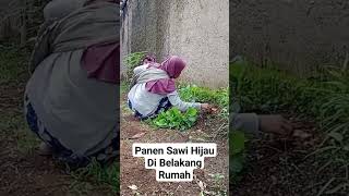 Panen Sawi Hijau #panen #sawihijau