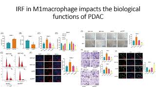 IRF7 Gene in M1 type Macrophage modulates pancreatic cancer biological functions #Code: 639