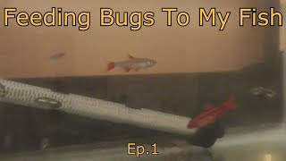 Feeding Bugs To My Fish ep.1