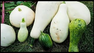 Vegetable Harvest At Home (Cucumber, Zucchini...)