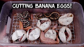 Banana Ball Python Eggs are Hatching!  See the Results!