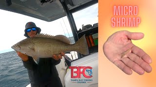 Using Micro Shrimp Offshore Tampa Bay! 65' of water.