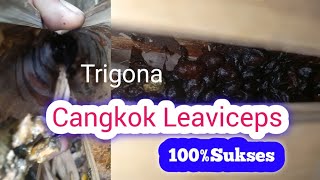 Hasil Cangkok Lebah Trigona/Klanceng/Kelulut/Gegelau/Teuweul