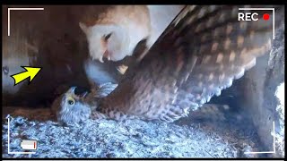 15 Merciless OWL Attacks Caught On Camera