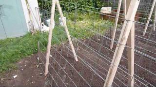 Garden Trellis for Cucumbers and Melons