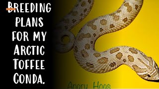 Breeding plans for my Arctic Toffee Conda Hognose