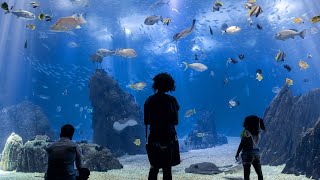 Visit the World's Best Aquarium in Lisbon! 🌊🤩