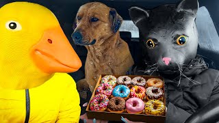 Rubber Ducky Surprises Puppy & Cat In Car Ride Chase by Ducky life