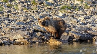 Путоранский медведь решил познакомиться поближе!