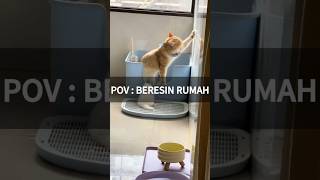 POV : Kucing Bersihin Rumah #kucing #funny #shorts #lucu #cute