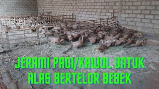 JERAMI PADI/KAWOL UNTUK ALAS BERTELOR BEBEK,DI JAMIN TELOR GLOWING GAK PERLU BERSIHIN LAGI