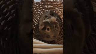 Douglas the guinea pig when he was a baby. He was a rescue