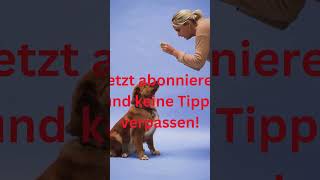 Bewegung + geistige Anregung #2 🧠 Halte deinen Hund mental fit! 🐾 #hund #hundegesundheit #tiere