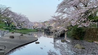 Relaxing Cherry Blossom Vlogs