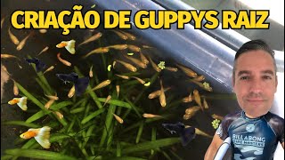 É Guppy que não acaba mais ! Status da criação na varanda de casa...