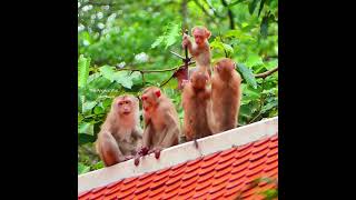 Lovely baby Jovi try to go on the top to show her power when Joyce leave her to played with brother