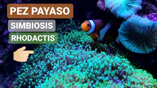 PEZ PAYASO SIMBIOSIS con RHODACTIS y DISCOSOMAS |ACUARIO MARINO