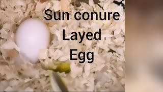 Sun conure pair layed egg in tamil