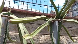 UPDATES: BLACK AFRICANA DRAGON FRUIT (11 MONTHS)