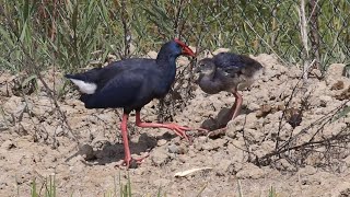 Pollo sultano - Purple gallinule (Porphyrio porphyrio)