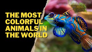 THE MOST COLORFUL ANIMALS IN THE WORLD