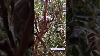 Let me sleep😴🐨 #cute #koala #australia