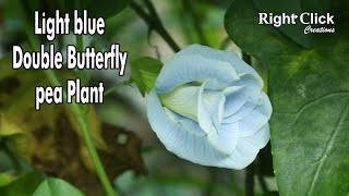 Light blue Double Butterfly pea Plant | Clitoria Ternatea | Light Blue Shankapushpi | Shanka Pushpa